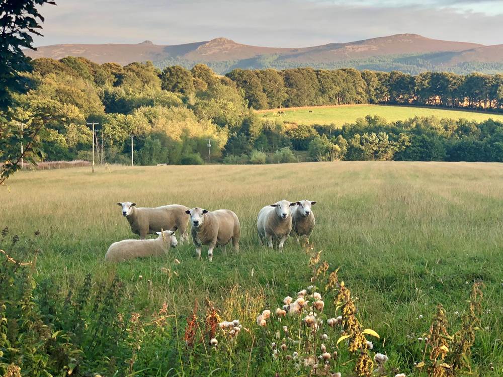 Bennachie from Insch